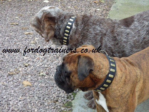 Elegant Dog Collars on Boxer and Italian Spinone